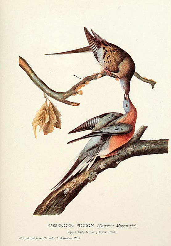 The Passenger Pigeon 